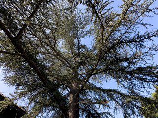 A lush green tree stretches skyward under a clear blue sky in a peaceful outdoor setting during daylight hours
