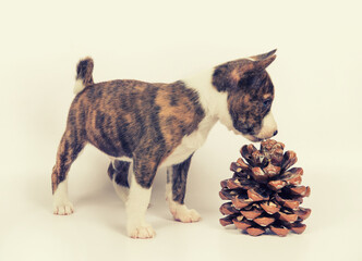 A Basenji puppy on a white background sniffs a pine cone.