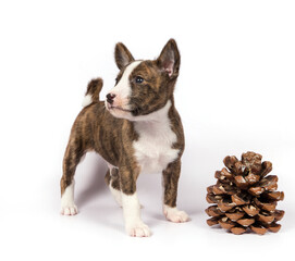 A Basenji puppy on a white background stands next to a bump.