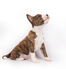 Basenji breed puppy on a white background.