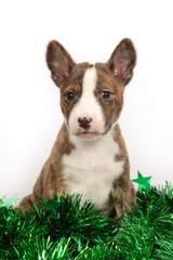 A puppy of the Basenji breed sits in green tinsel on a white background.
