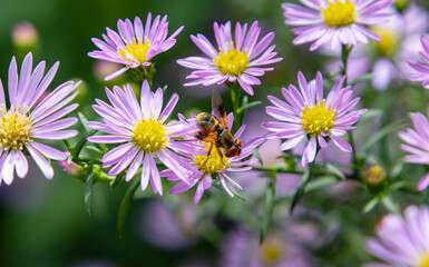 tachinid fly ectophasia crassipennis or oblonga on symphyotrichum aster blossom