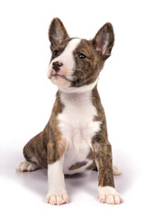 Basenji breed puppy on a white background.