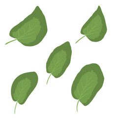 Botanical eco green leaves branch plant 