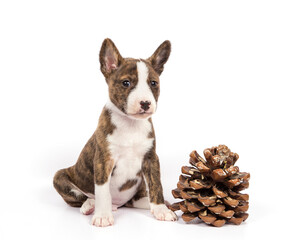 A Basenji puppy on a white background sits next to a pine cone.