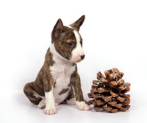 A Basenji puppy on a white background sits next to a pine cone.