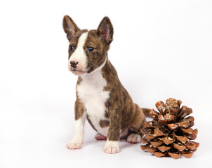 A Basenji puppy on a white background sits next to a pine cone.
