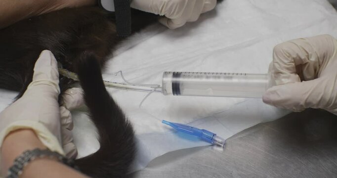 A veterinarian wearing gloves gives an enema to a cat lying on an examination table. The procedure involves a syringe and tube to flush out the bowel of a constipated cat. Cat enema.