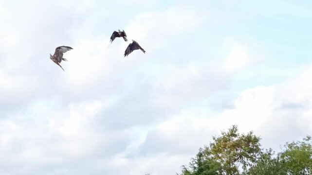 a kettle of black kites (Milvus migrans) tumling through the air to catch food parcels in flight