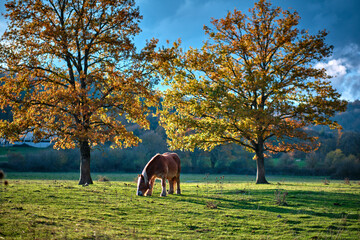 Naklejka premium Horse grazing in autumn meadow.