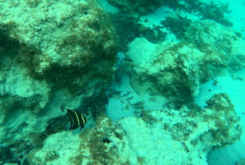 french angelfish, pomacanthus paru in caribbean sea in guadeloupe, in tropical sea water, snorkeling and underwater photo