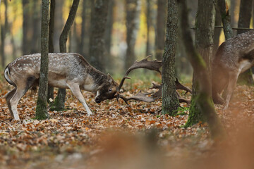 Daniel, jeleń © Bartosz Rakoczy