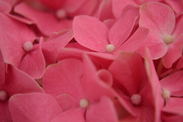 close up of pink hydrangea.