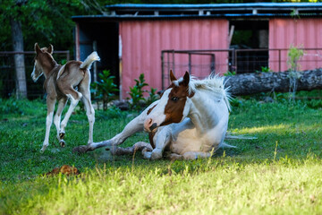 Paint horse rolling in grass with colt foal in background during spring on Texas farm.