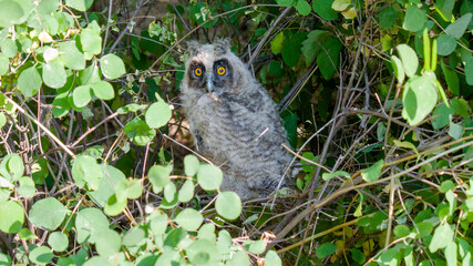 great grey owl