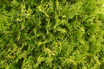 thuja green textured background. plant