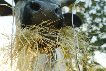 Cow eating hay closeup during summer on farm for animal nutrition concept.
