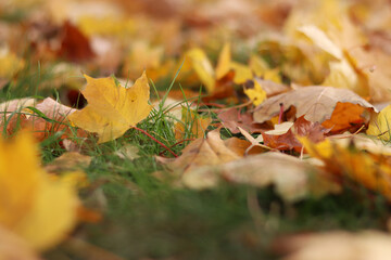 Many autumn fallen leaves on the meadow. Fallen autumn leaves, yellow leaves on a sunny day. Nature background. Fallen yellow leaves on the ground, selective focus. Autumn background