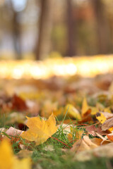 Many autumn fallen leaves on the meadow. Fallen autumn leaves, yellow leaves on a sunny day. Nature background. Fallen yellow leaves on the ground, selective focus. Autumn background