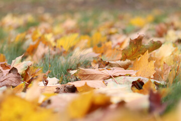 Many autumn fallen leaves on the meadow. Fallen autumn leaves, yellow leaves on a sunny day. Nature background. Fallen yellow leaves on the ground, selective focus. Autumn background