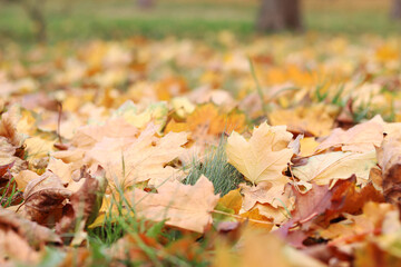 Many autumn fallen leaves on the meadow. Fallen autumn leaves, yellow leaves on a sunny day. Nature background. Fallen yellow leaves on the ground, selective focus. Autumn background