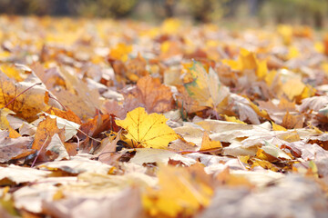 Many autumn fallen leaves on the meadow. Fallen autumn leaves, yellow leaves on a sunny day. Nature background. Fallen yellow leaves on the ground, selective focus. Autumn background