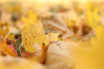 Many autumn fallen leaves on the meadow. Fallen autumn leaves, yellow leaves on a sunny day. Nature background. Fallen yellow leaves on the ground, selective focus. Autumn background