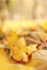 Many autumn fallen leaves on the meadow. Fallen autumn leaves, yellow leaves on a sunny day. Nature background. Fallen yellow leaves on the ground, selective focus. Autumn background