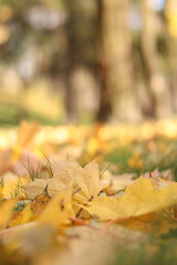 Many autumn fallen leaves on the meadow. Fallen autumn leaves, yellow leaves on a sunny day. Nature background. Fallen yellow leaves on the ground, selective focus. Autumn background