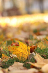 Many autumn fallen leaves on the meadow. Fallen autumn leaves, yellow leaves on a sunny day. Nature background. Fallen yellow leaves on the ground, selective focus. Autumn background