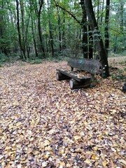 laub im wald