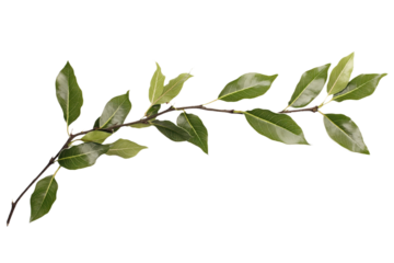 Close-up of laurel branch with green leaves. Main subject is twig with leaves of varying size and shape. Green foliage on brown branch stands out on isolated transparent background. Alpha mask.