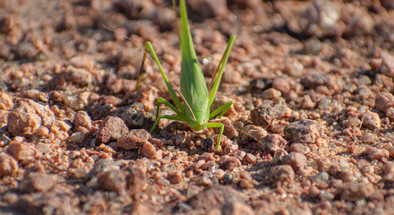 Ruspolia Bush Cricket on gravel