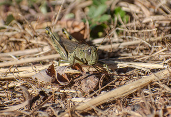 green grasshopper close up in a field