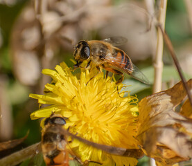 bee pollinating a flower