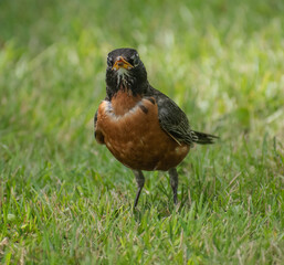 american robin on the grass