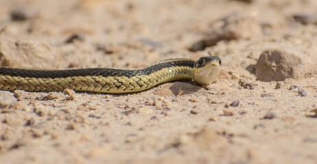 small garter snake on gravel