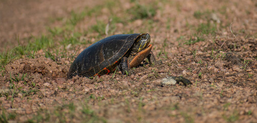 turtle laying eggs in the wild