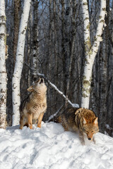 Coyote (Canis latrans) Lifts Head to Howl While Other Steps Away Winter