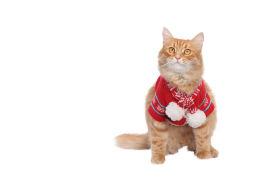 Ginger Cat looking at the camera. Santa cat in Christmas festive outfit on a white background. Merry Christmas. Xmas Greeting card. Beautiful Winter Holiday postcard. Happy New Year. copy space.  