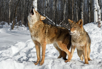 Side By Side Coyotes (Canis latrans) One Looking Out Alertly One Howling Winter