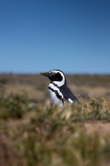 Pingüino de Magallanes