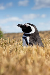 Ping&uuml;ino de Magallanes