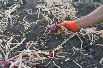 Obraz premium harvesting onions. bulbs in hands close-up