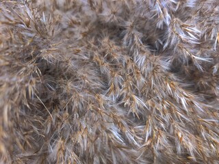 Cane. dried flowers Plant. Background. Texture.