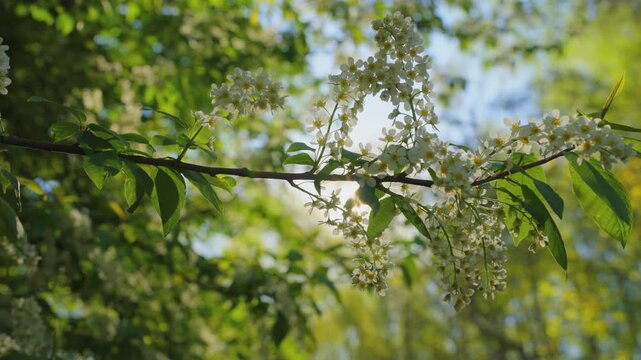 Blooming bird cherry and sun in spring, slow motion