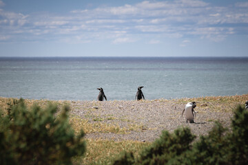 Obraz premium Pingüino de Magallanes