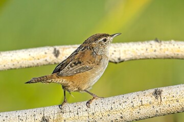 Side view of a perched wren.