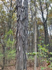 Obraz premium shagbark hickory trees in the forest