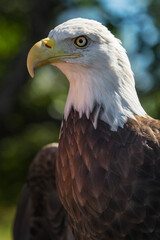 American Bald Eagle (Haliaeetus leucocephalus) Profile Smooth Top of Head